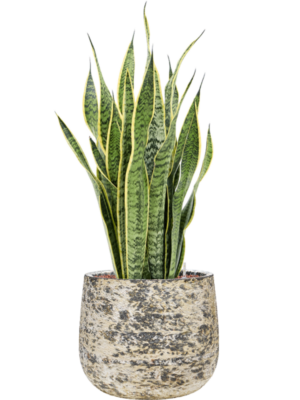 Sansevieria trifasciata 'Laurentii' en Baq Atlas