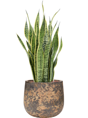 Sansevieria trifasciata 'Laurentii' en Baq Atlas