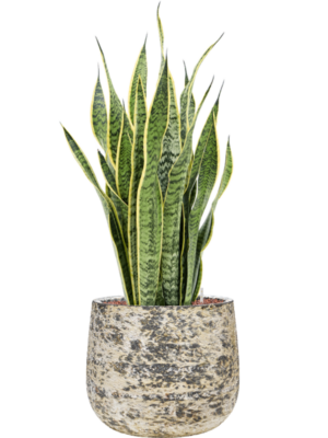 Sansevieria trifasciata 'Laurentii' en Baq Atlas