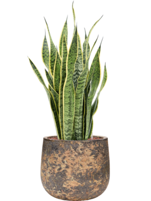 Sansevieria trifasciata 'Laurentii' en Baq Atlas