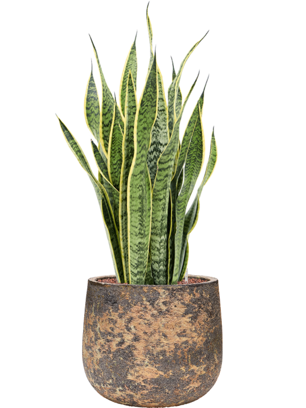 Sansevieria trifasciata 'Laurentii' en Baq Atlas