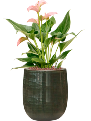 Anthurium andraeanum 'Joli' en Plain Striped