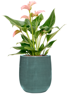 Anthurium andraeanum 'Joli' en Plain Striped