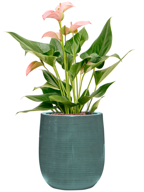 Anthurium andraeanum 'Joli' en Plain Striped, Private label