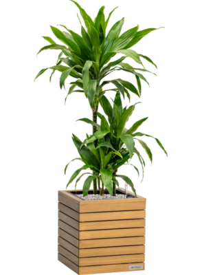 Dracaena 'Janet Craig' en Lechuza Palo Natural Wood 35