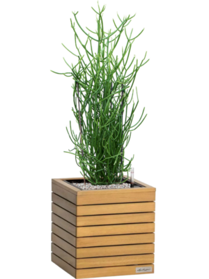 Euphorbia tirucalli en Lechuza Palo Natural Wood 35