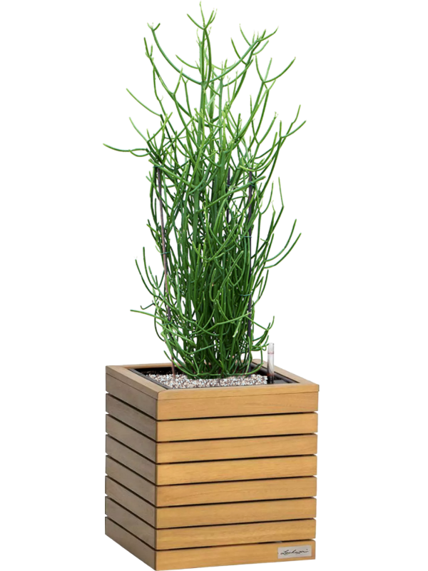 Euphorbia tirucalli en Lechuza Palo Natural Wood 35