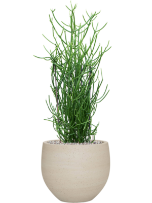 Euphorbia tirucalli en Cement & Stone