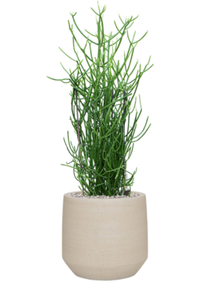 Euphorbia tirucalli en Cement & Stone