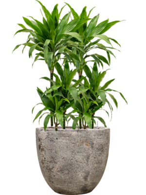 Dracaena fragrans 'Janet Craig' en Baq Sandora