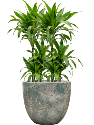 Dracaena fragrans 'Janet Craig' en Baq Sandora