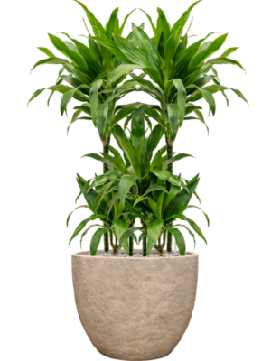 Dracaena fragrans 'Janet Craig' en Coast Mountains
