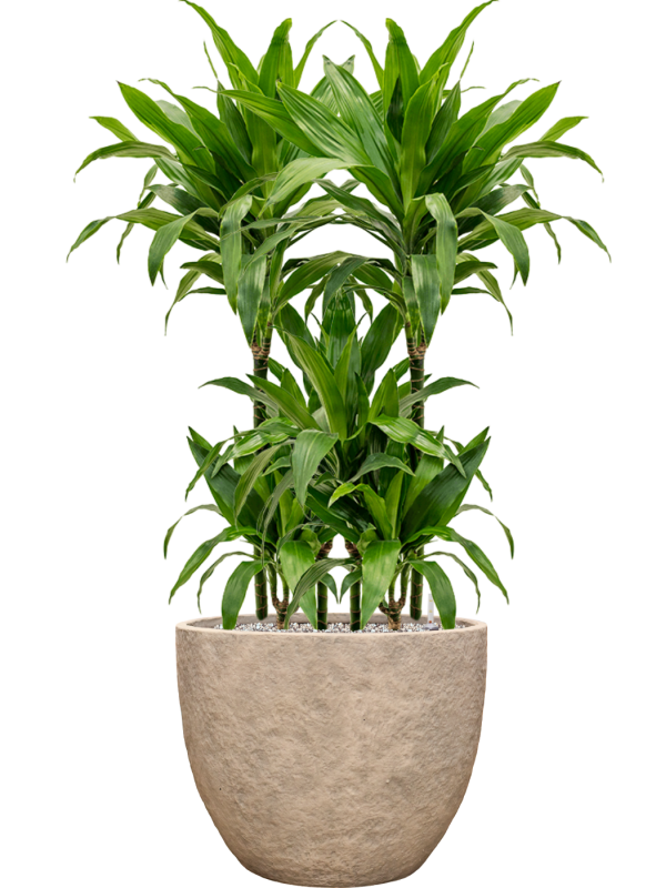 Dracaena fragrans 'Janet Craig' en Coast Mountains, Private label