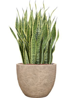 Sansevieria trifasciata 'Laurentii' en Coast Mountains