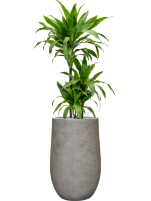 Dracaena fragrans 'Janet Craig' en Antwerp