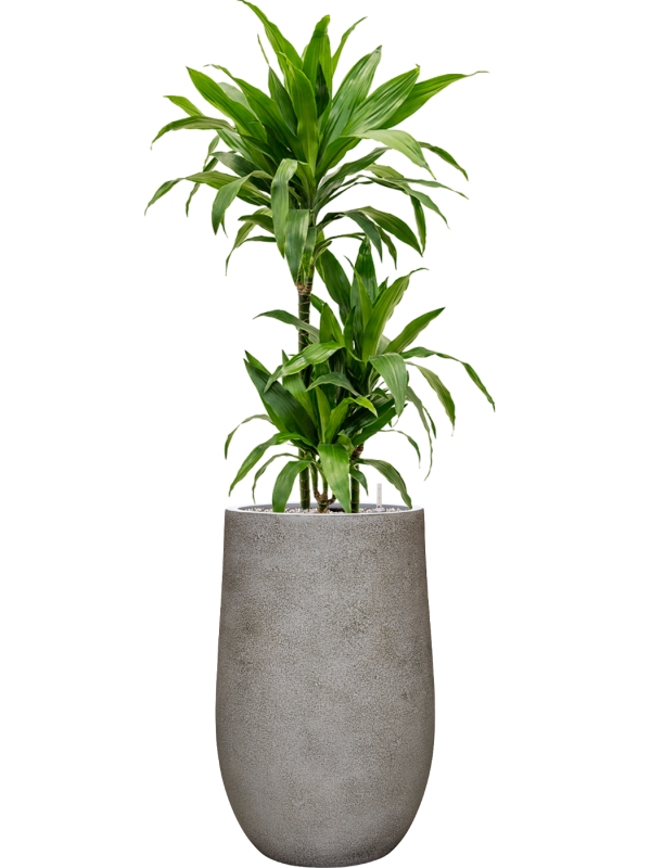 Dracaena fragrans 'Janet Craig' en Antwerp, Private label