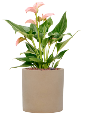 Anthurium andraeanum 'Joli' en Rough