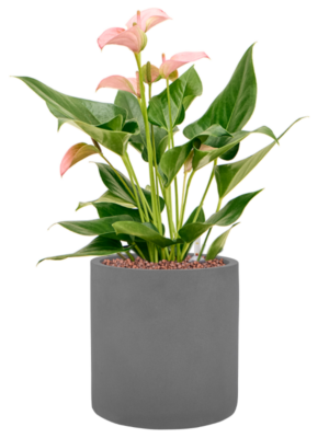 Anthurium andraeanum 'Joli' en Natural