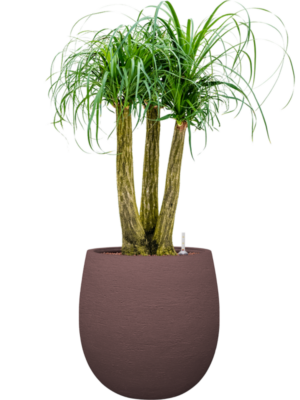 Beaucarnea recurvata en Terreno