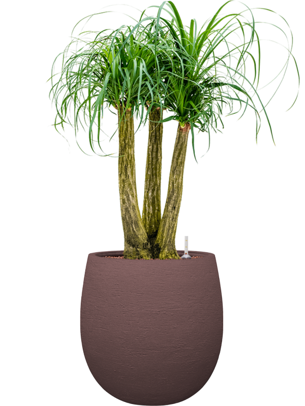 Beaucarnea recurvata en Terreno, Luca Lifestyle