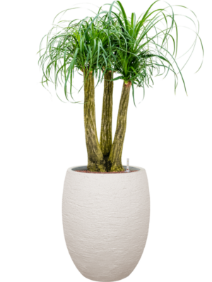 Beaucarnea recurvata en Terreno