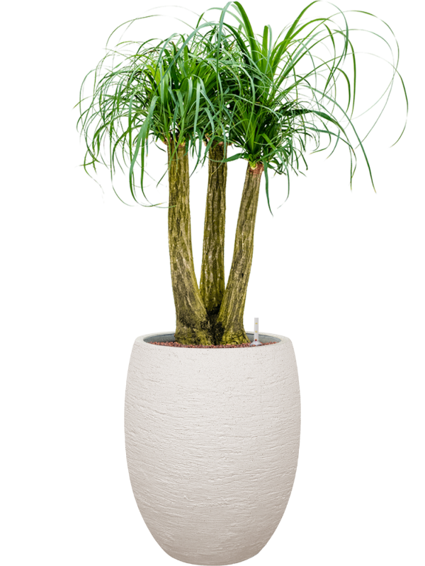 Beaucarnea recurvata en Terreno, Luca Lifestyle