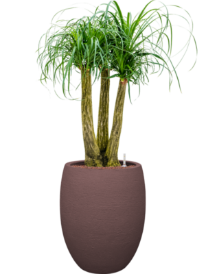 Beaucarnea recurvata en Terreno