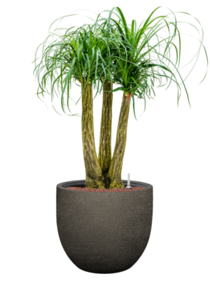 Beaucarnea recurvata en Terreno