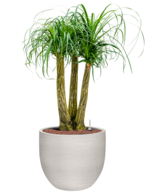 Beaucarnea recurvata en Terreno