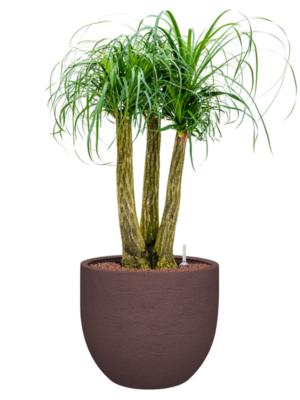 Beaucarnea recurvata en Terreno