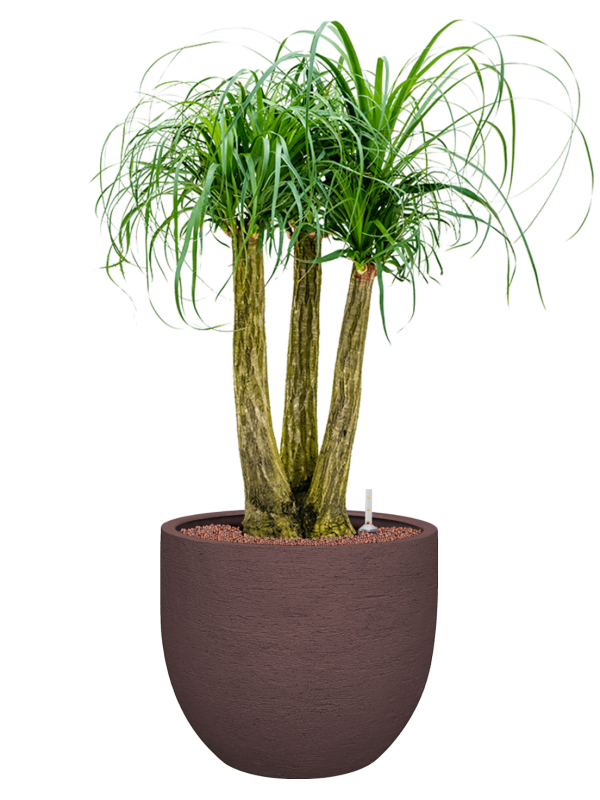 Beaucarnea recurvata en Terreno, Luca Lifestyle