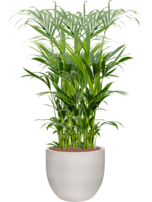 Kentia (Howea) forsteriana en Terreno