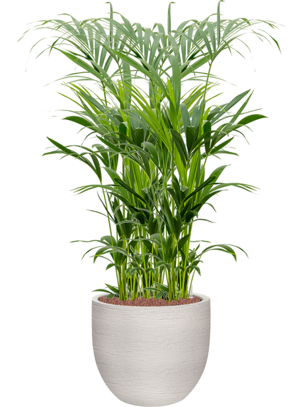 Kentia (Howea) forsteriana en Terreno, Luca Lifestyle