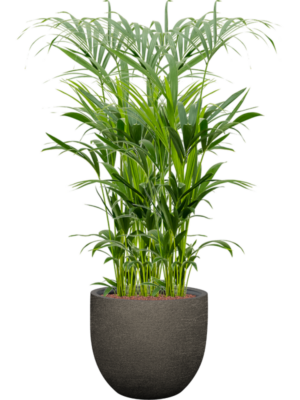 Kentia (Howea) forsteriana en Terreno