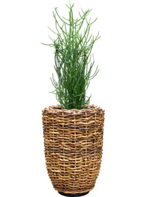 Euphorbia tirucalli en Drypot Abaca