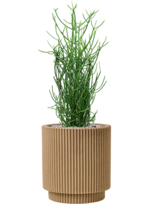 Euphorbia tirucalli en Capi Nature Groove NL