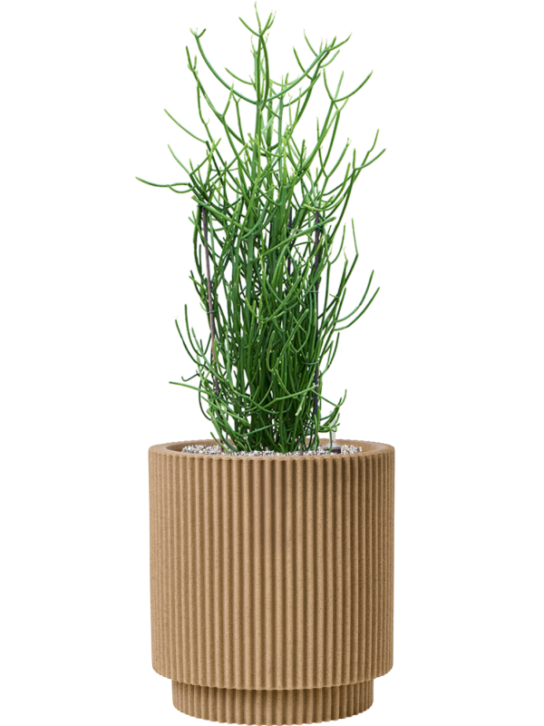 Euphorbia tirucalli en Capi Nature Groove NL