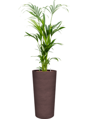 Kentia (Howea) forsteriana en Terreno