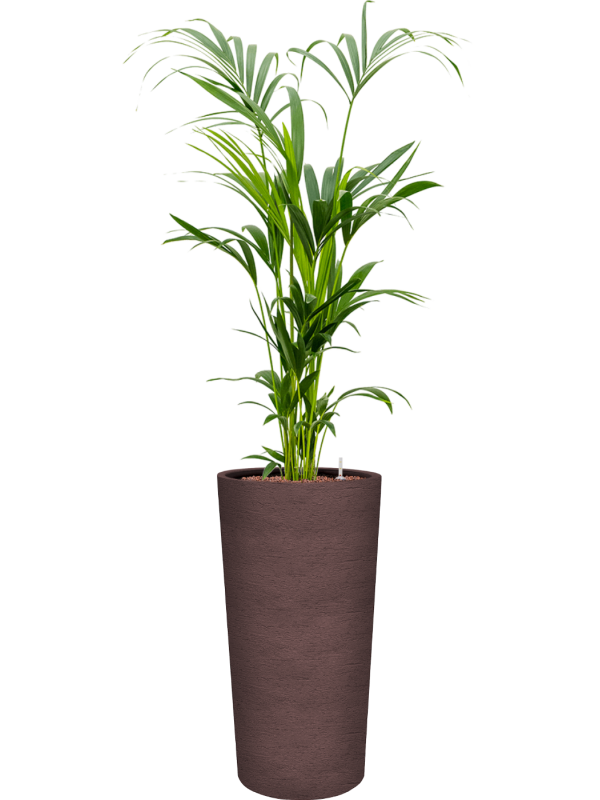 Kentia (Howea) forsteriana en Terreno, Luca Lifestyle