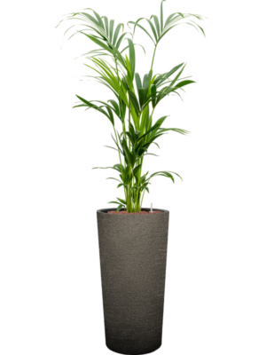 Kentia (Howea) forsteriana en Terreno