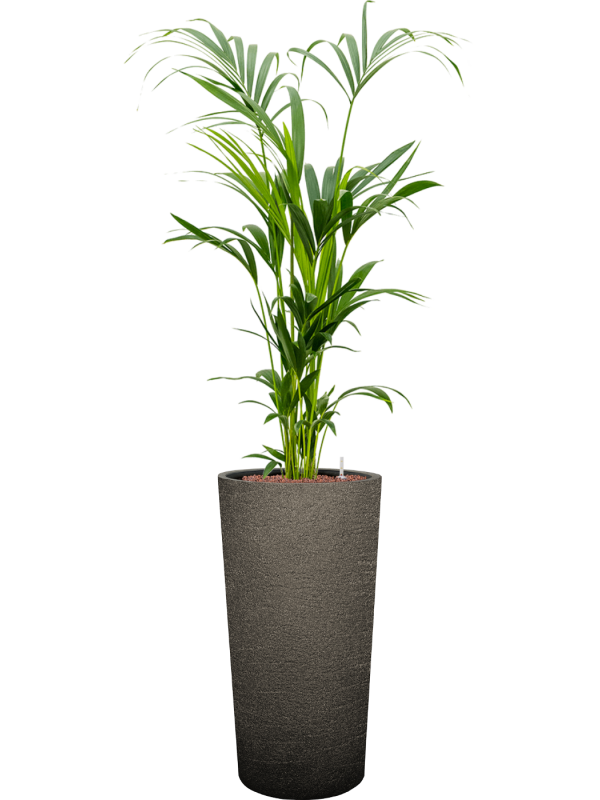Kentia (Howea) forsteriana en Terreno, Luca Lifestyle