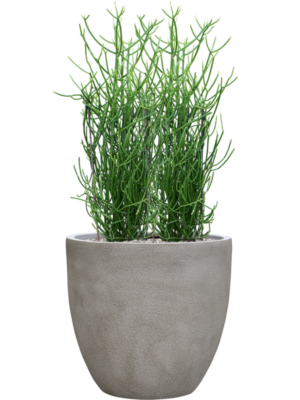 Euphorbia tirucalli en Antwerp