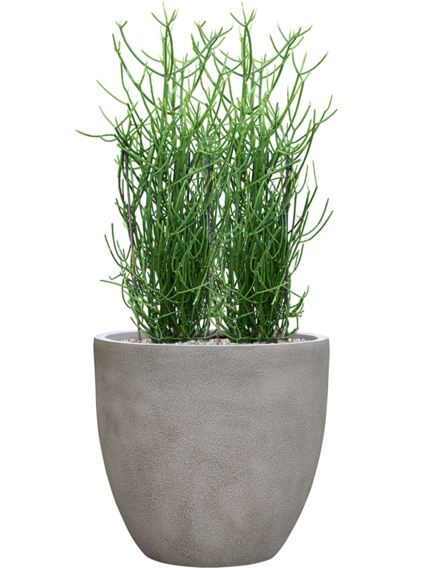 Euphorbia tirucalli en Antwerp, Private label