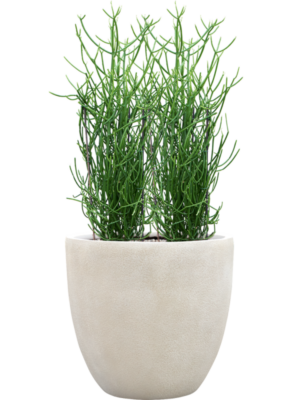 Euphorbia tirucalli en Antwerp