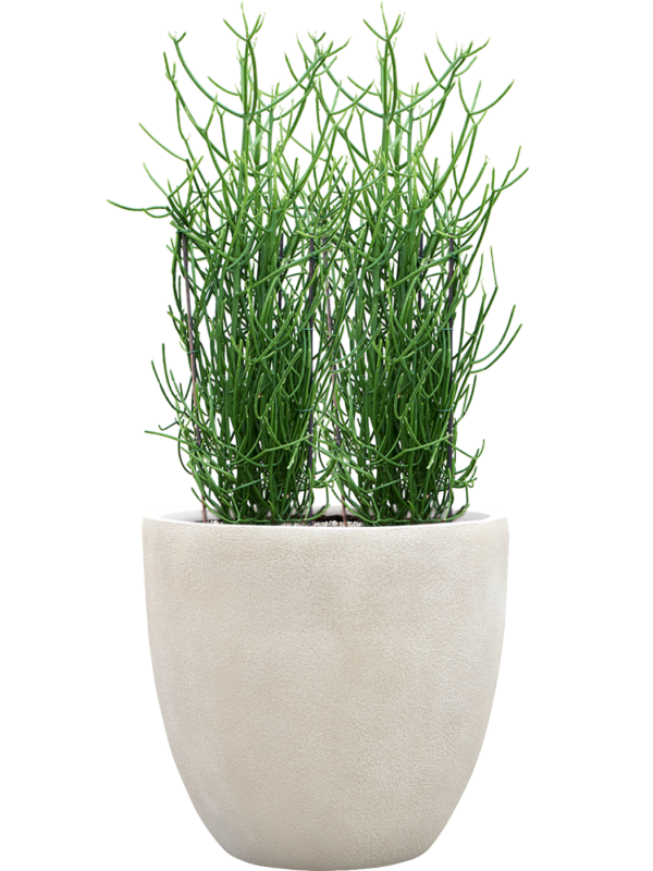 Euphorbia tirucalli en Antwerp, Private label