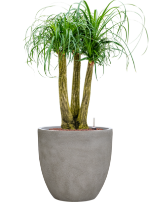 Beaucarnea recurvata en Antwerp