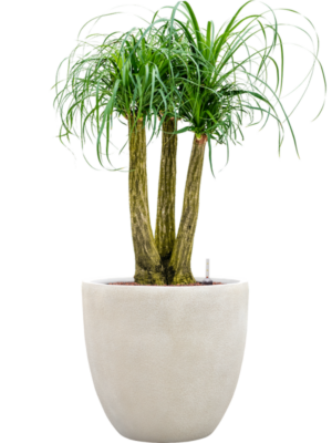 Beaucarnea recurvata en Antwerp