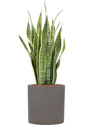 Sansevieria trifasciata 'Laurentii' en Rough