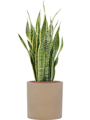 Sansevieria trifasciata 'Laurentii' en Rough