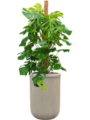 Monstera deliciosa en Baq Vertical Rib
